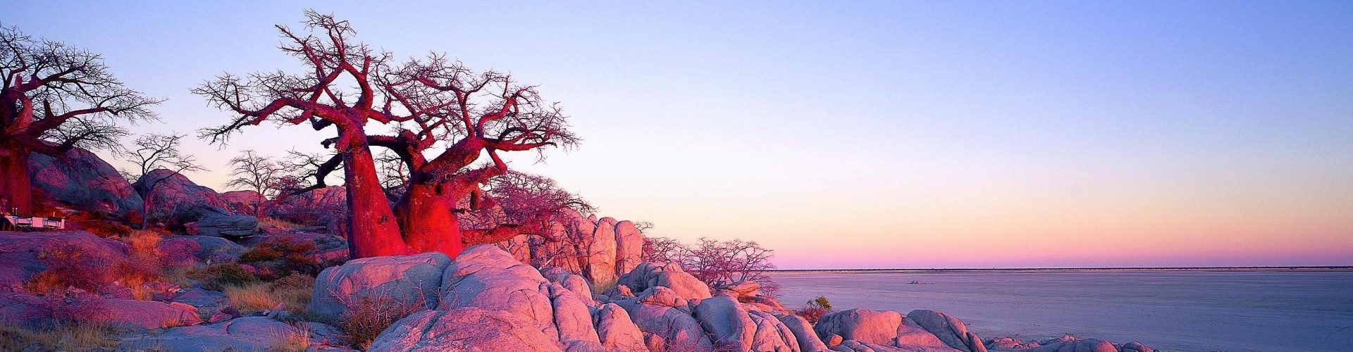 Stunted pink baobab, Botswana