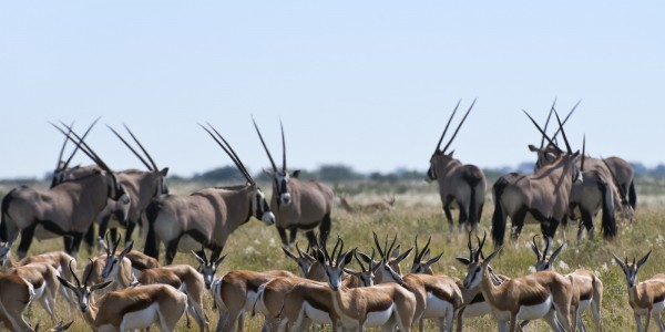 Africa - Botswana - Wildlife - Antilopes
