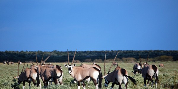 Africa - Botswana - Wildlife