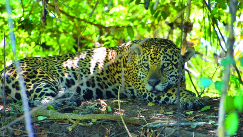 Jaguar, Pantanal