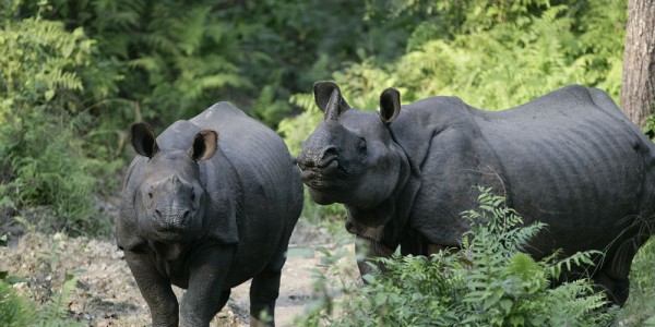 Rhinos in Chitwan