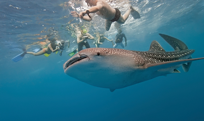 Whale shark, Mexico
