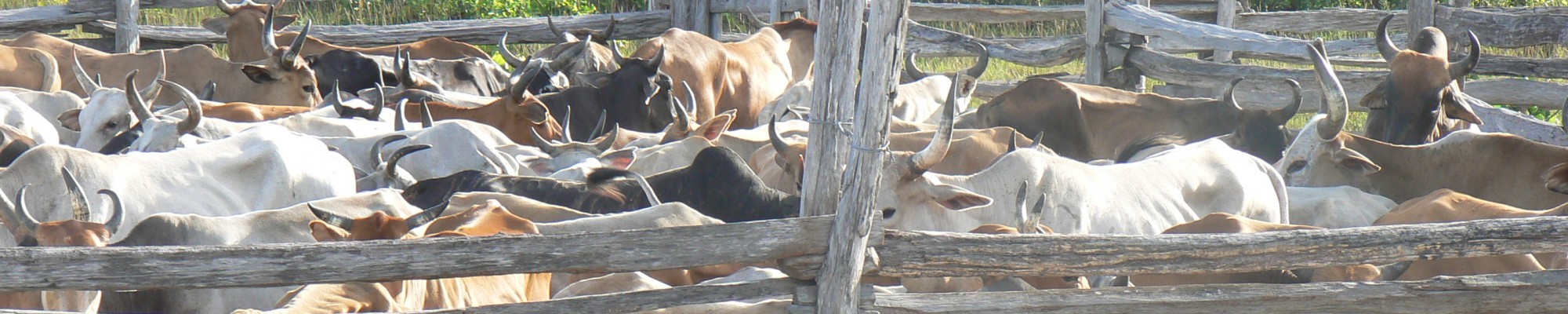 Guyana - Cattle