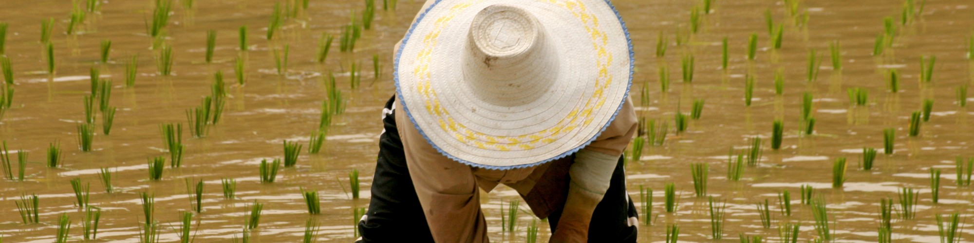 thai farmer