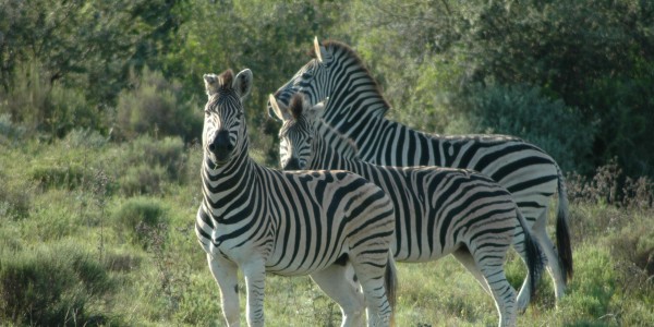 zebras south africa