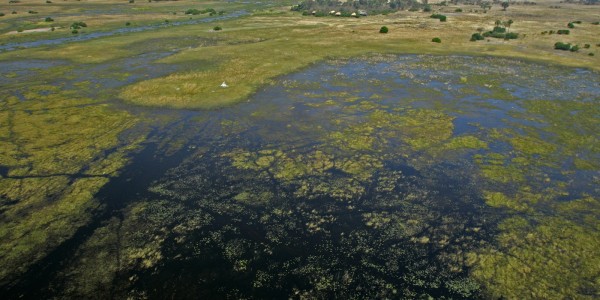 Botswana - Linyanti Marshes