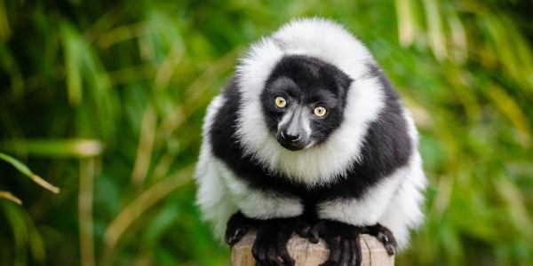 Madagascar - black lemur
