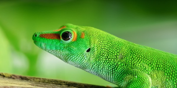 Madagascar - lizard
