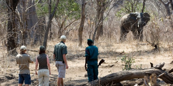 Encounter elephants on foot