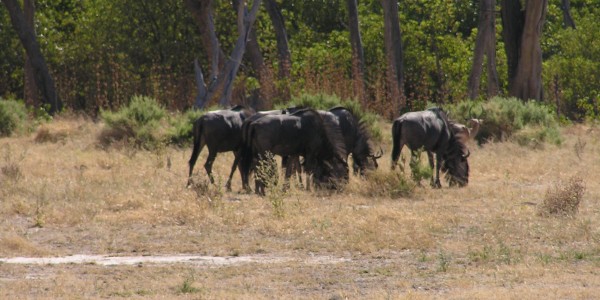 kenya safari wildebeest