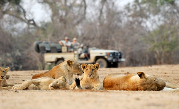 CC-lion-cubs-drive