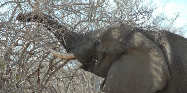 DSC_2251 Elephant
