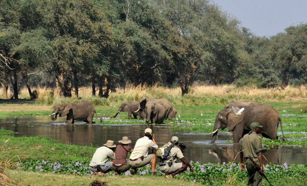Old-Mondoro---walking-safari-elephant-encounter
