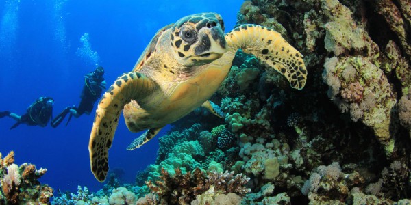 South Africa - Kwazulu Natal - Diving Turtle