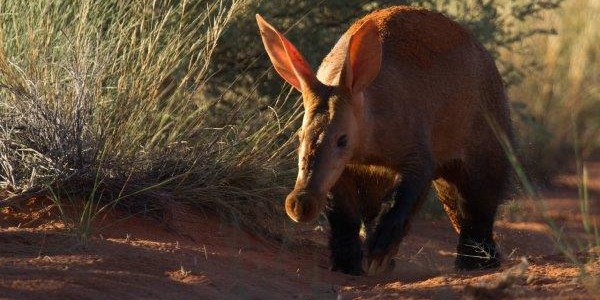 South Africa - The Kalahari - Aardvark
