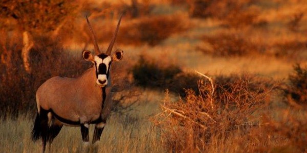 South Africa - The Kalahari - Gemsbok