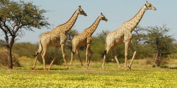 South Africa - The Kalahari - Giraffe