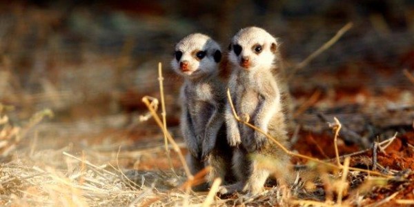 South Africa - The Kalahari - Meerkats