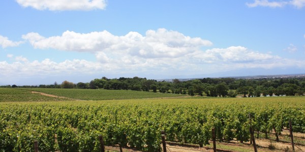 South Africa - Winelands 2