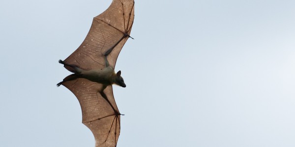 Zambia - Kasanka National Park - Bat