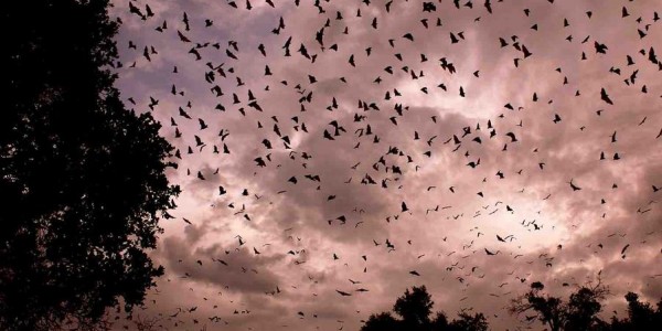 Zambia - Kasanka National Park - Bats