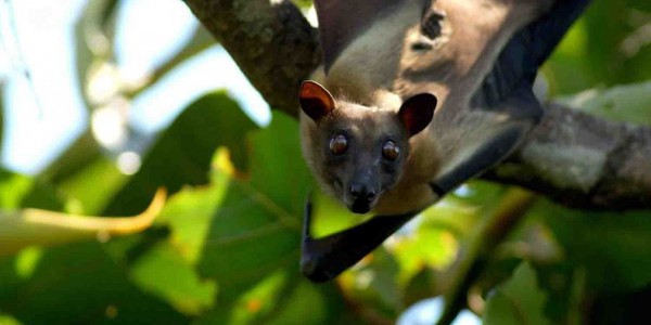 Zambia - Kasanka National Park - Fruit Bat