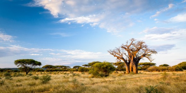 Zimbabwe - Malilangwe Private Wildlife Reserve - Landscape