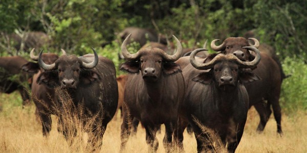 Zimbabwe - Mana Pools National Park - Buffaloes