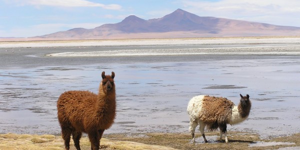 Llamas in the alitplano