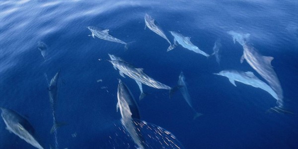 Mozambique - dolphins-visit-quilalea.jpg.1024x683