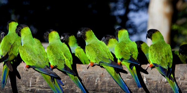 Parrots, Brazil
