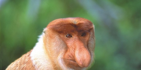 Probiscis Monkey