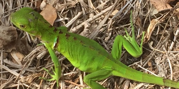 Lizard, Tayrona