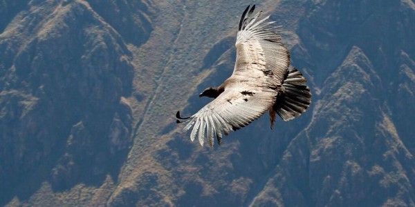 Condor at Colca