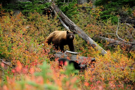 Grizzly, Whistler