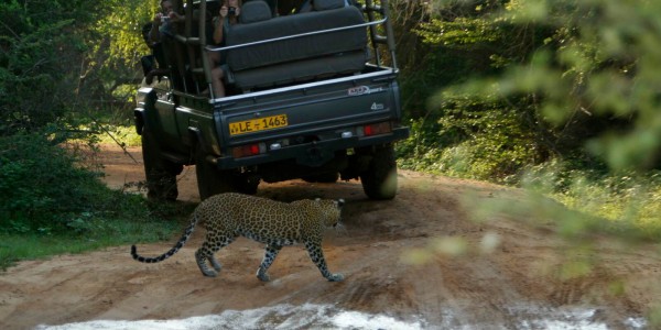 Leopard & Safari vehicle in Yala National Park