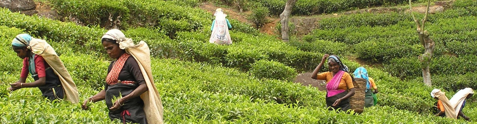 Tea pickers, Sri Lanka
