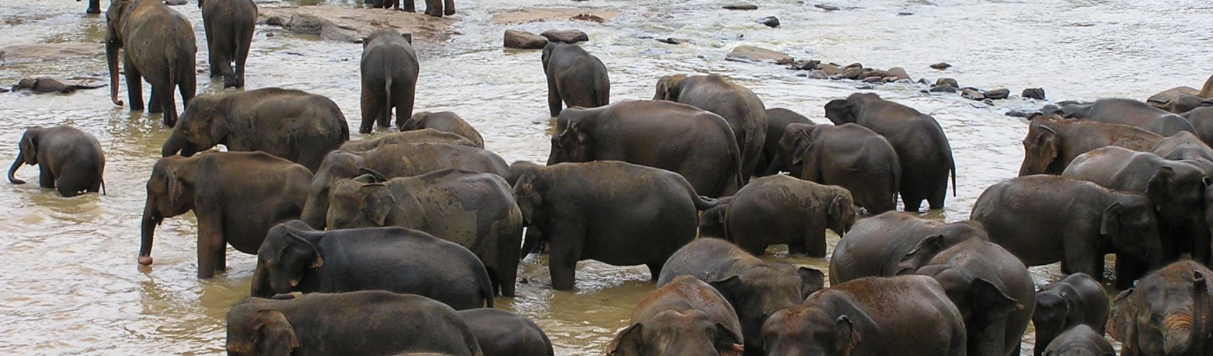 Elephants bathing, Sri Lanka