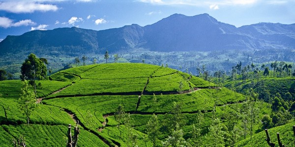 tea fields, Sri Lanka