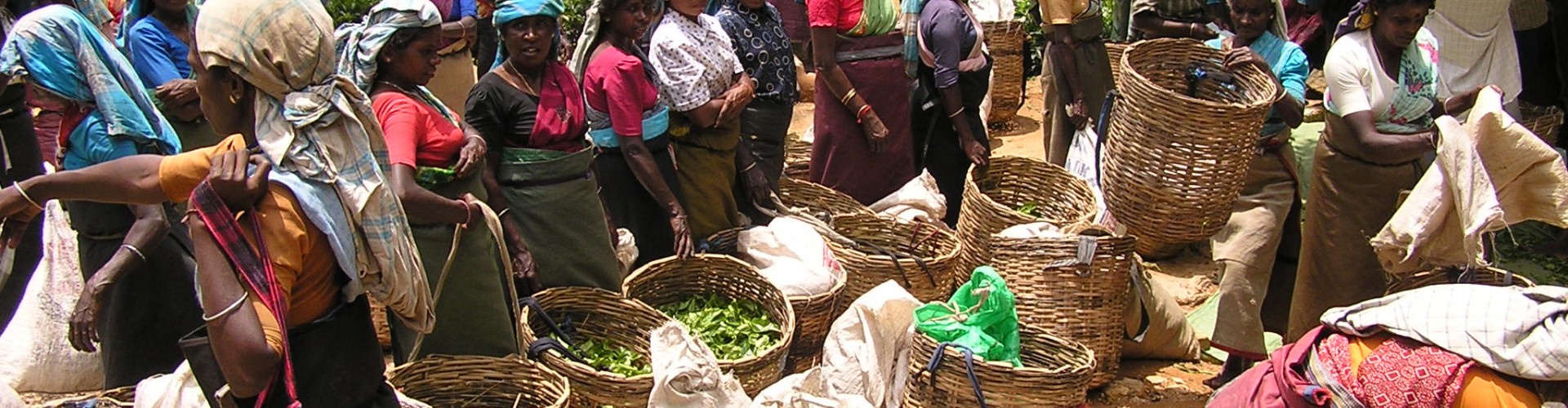Tea pickers, Sri Lanka