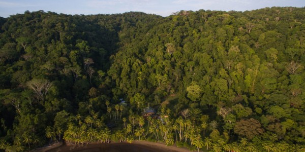 Costa Rica - Corcovado National Park & Osa Peninsula - Playa Cativo - Forest