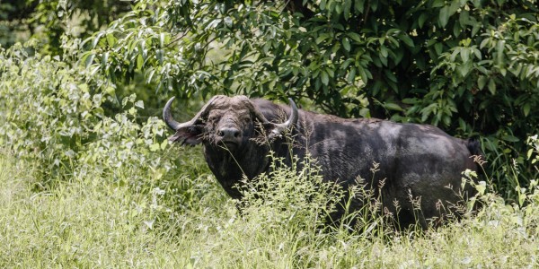 Zimbabwe - Gonarezhou National Park - Buffalo