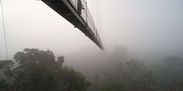 Ecuador - The Amazon Rainforest -Sacha Lodge - Bridge