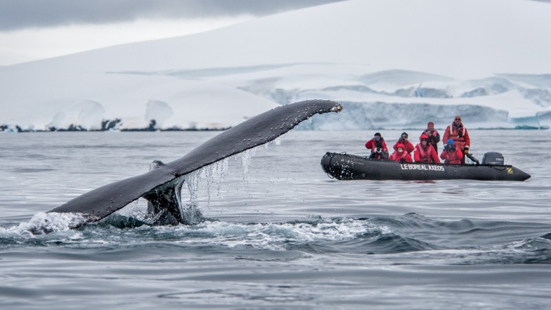 Antarctica - Gen - Boreal - Whale and zodiac by Lorraine Turci