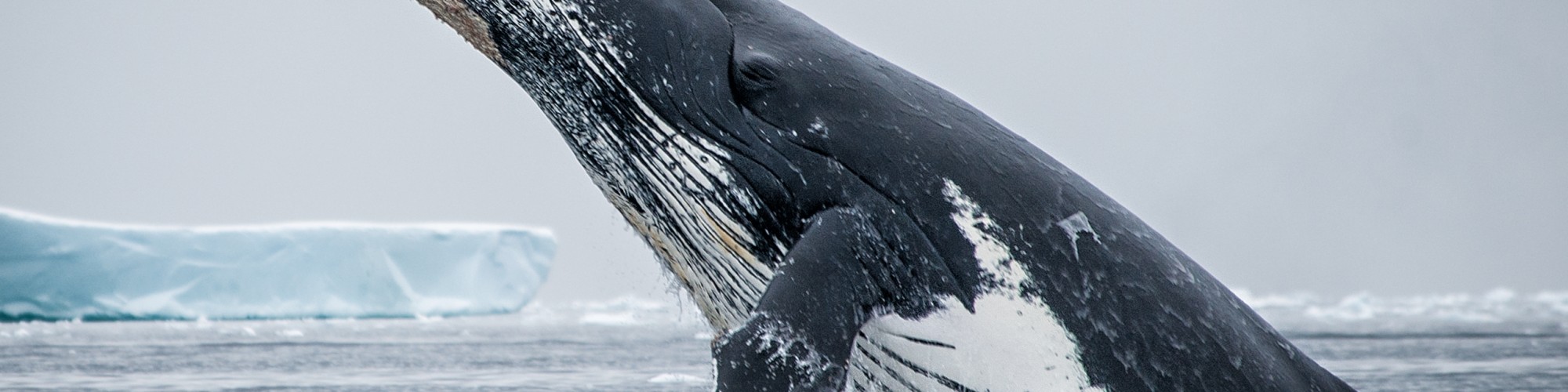 Antarctica - Gen - Boreal - Whale by Lorraine Tucri