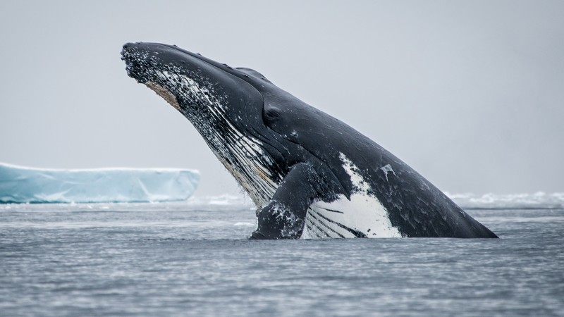 Antarctica - Gen - Boreal - Whale by Lorraine Tucri