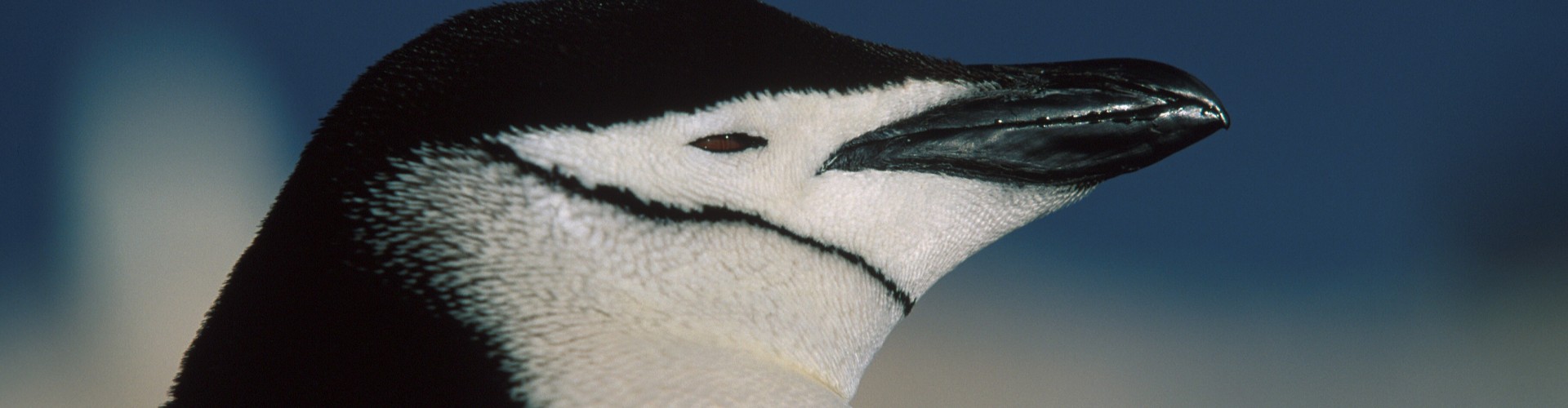AN - Gen - Oceanwide - Chinstrap penguin by Franco Banfi