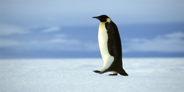 AN - Gen - Oceanwide - Walking emperor penguin