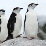 Antarctica – Gen – Quark – Chinstrap penguins