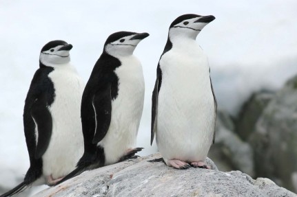 Antarctica - Gen - Quark - Chinstrap penguins